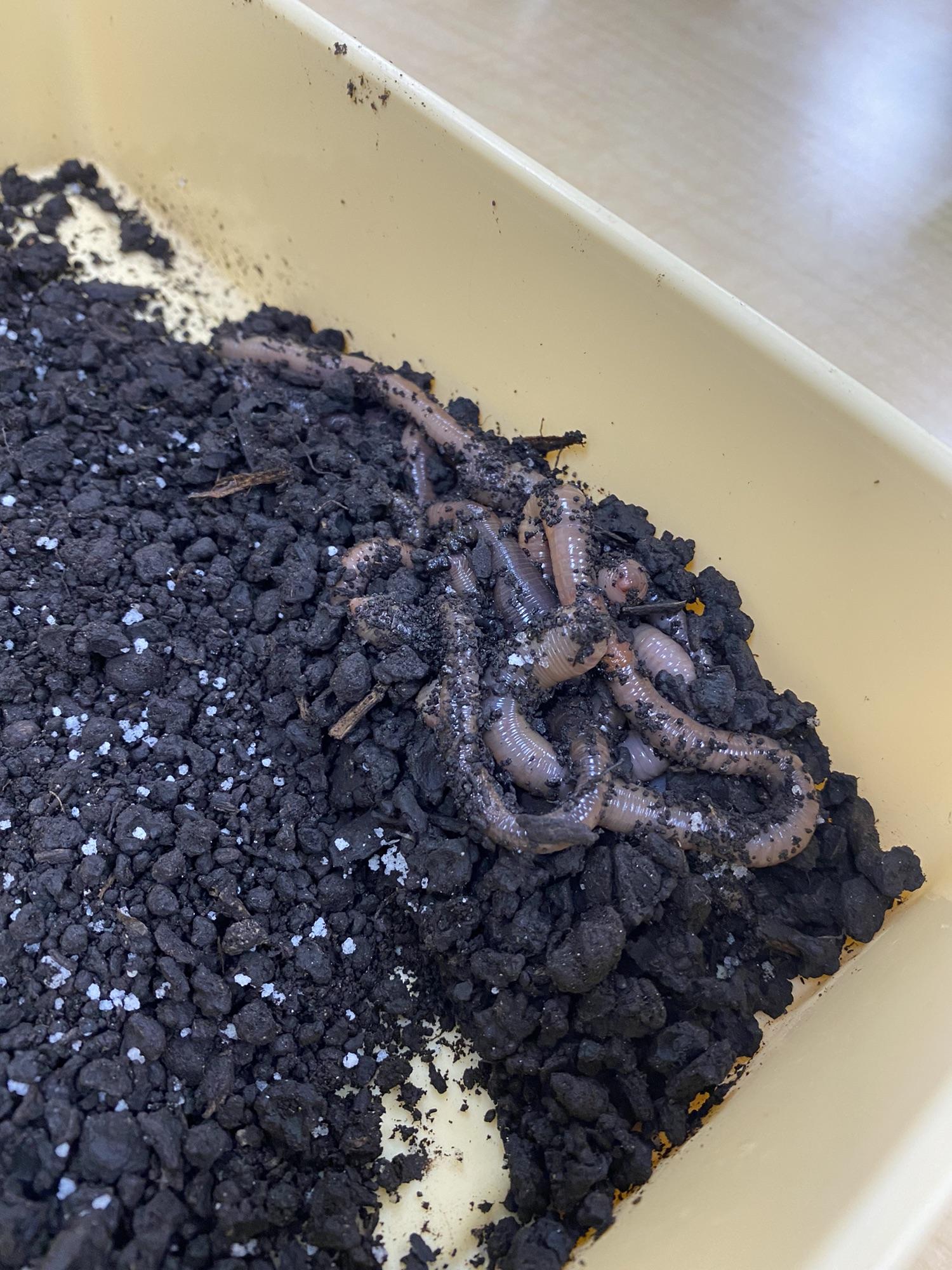 PreK science explorers